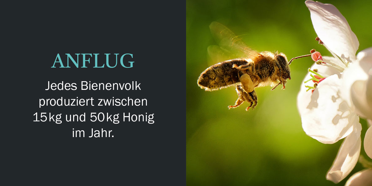 Honig Geschichten Seite 3