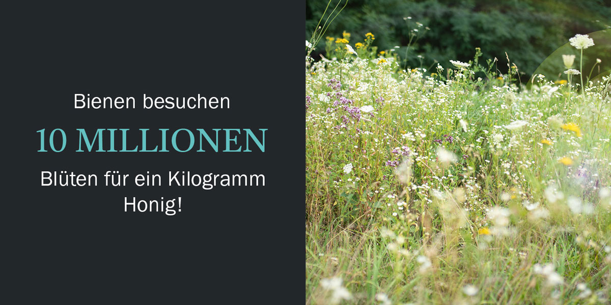 Honig Geschichten Seite 6